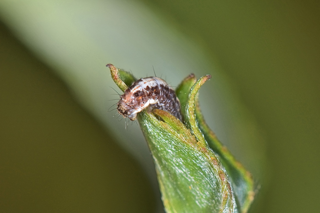 Bruchino tessitore.